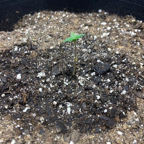 Peyote Wi-Fi growlog timeline photo