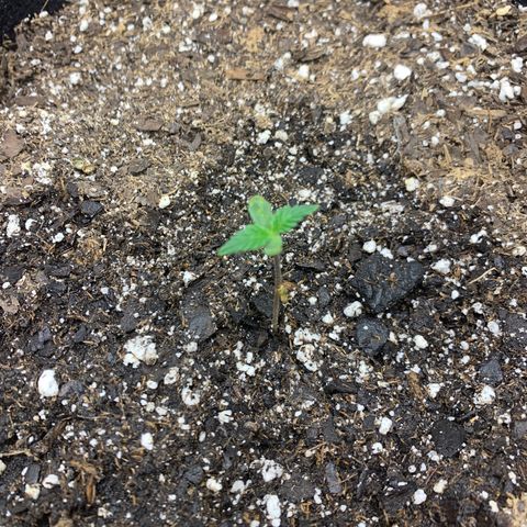 Peyote Wi-Fi growlog timeline photo
