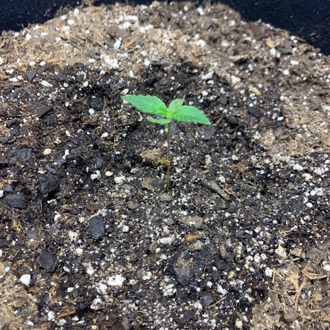 Peyote Wi-Fi growlog timeline photo