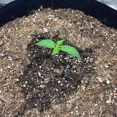 Peyote Wi-Fi growlog timeline photo