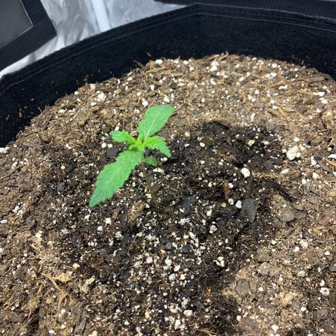 Peyote Wi-Fi growlog timeline photo
