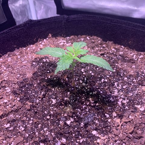 Peyote Wi-Fi growlog timeline photo