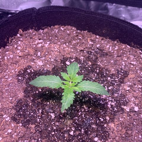 Peyote Wi-Fi growlog timeline photo