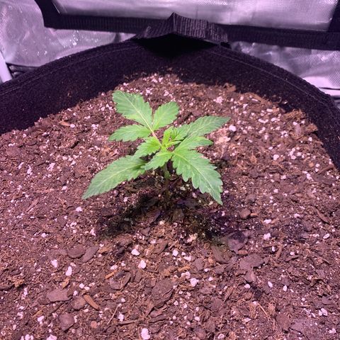 Peyote Wi-Fi growlog timeline photo