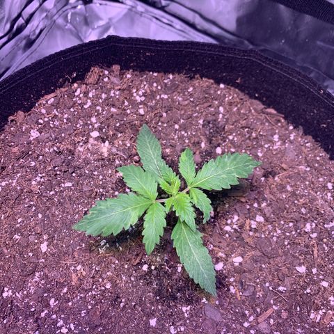 Peyote Wi-Fi growlog timeline photo