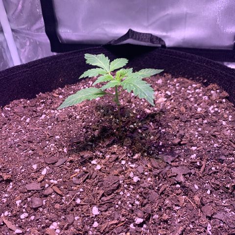Peyote Wi-Fi growlog timeline photo