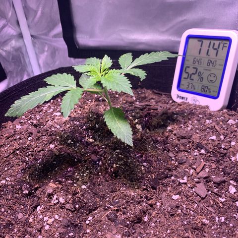 Peyote Wi-Fi growlog timeline photo