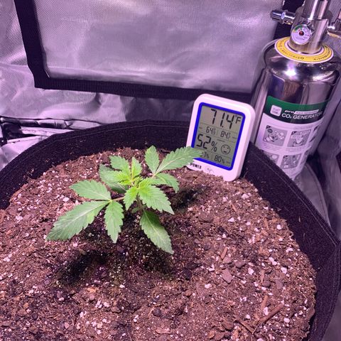 Peyote Wi-Fi growlog timeline photo
