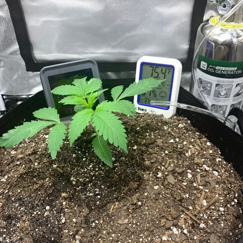 Peyote Wi-Fi growlog timeline photo