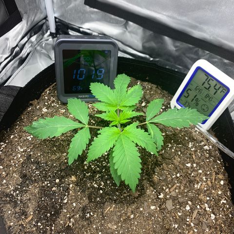 Peyote Wi-Fi growlog timeline photo