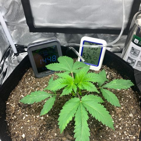 Peyote Wi-Fi growlog timeline photo
