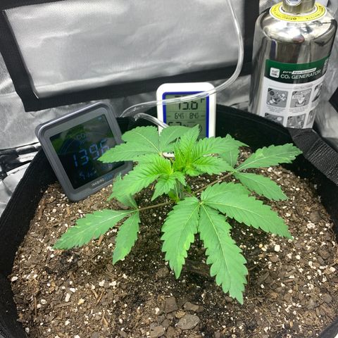 Peyote Wi-Fi growlog timeline photo