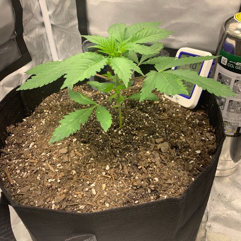 Peyote Wi-Fi growlog timeline photo