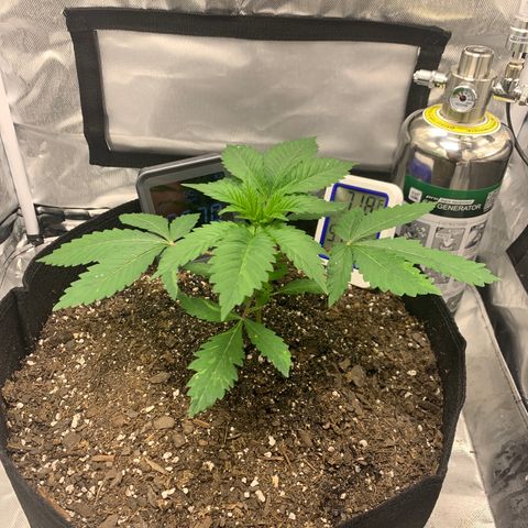 Peyote Wi-Fi growlog timeline photo