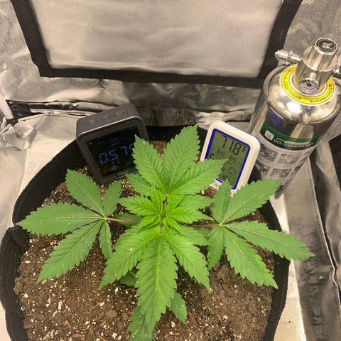 Peyote Wi-Fi growlog timeline photo