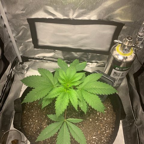 Peyote Wi-Fi growlog timeline photo