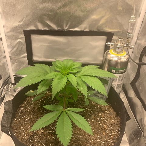 Peyote Wi-Fi growlog timeline photo