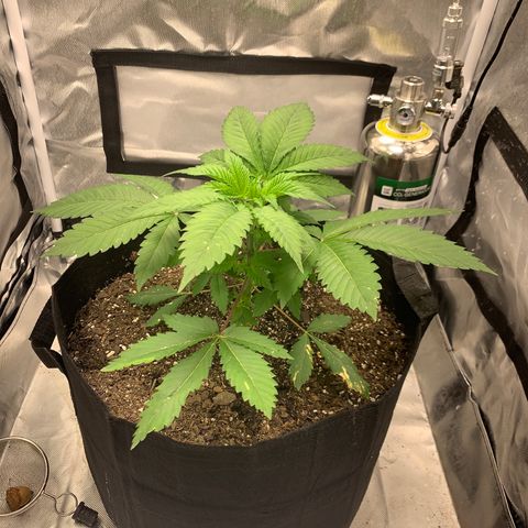 Peyote Wi-Fi growlog timeline photo