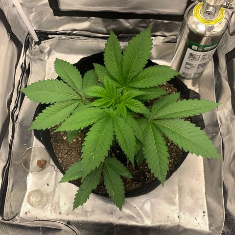 Peyote Wi-Fi growlog timeline photo