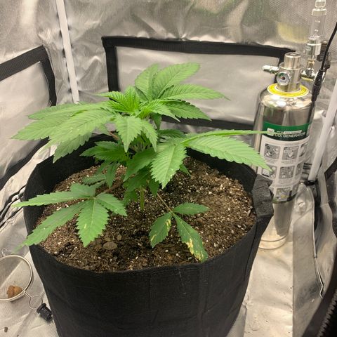 Peyote Wi-Fi growlog timeline photo