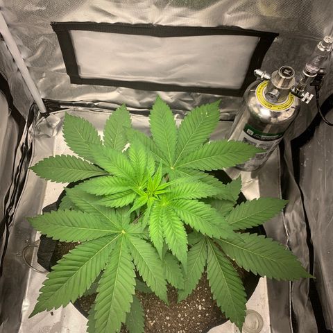 Peyote Wi-Fi growlog timeline photo