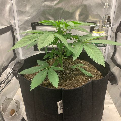 Peyote Wi-Fi growlog timeline photo