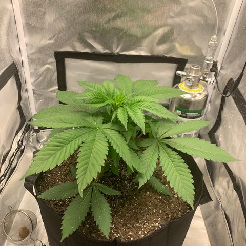 Peyote Wi-Fi growlog timeline photo
