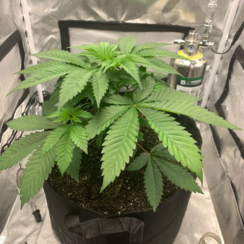 Peyote Wi-Fi growlog timeline photo