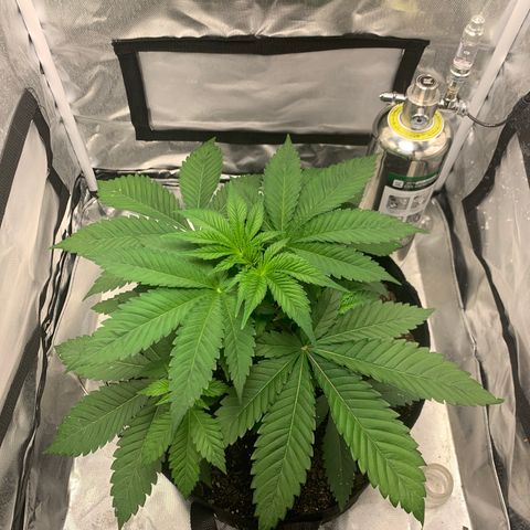 Peyote Wi-Fi growlog timeline photo