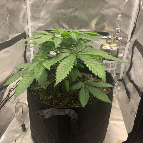 Peyote Wi-Fi growlog timeline photo