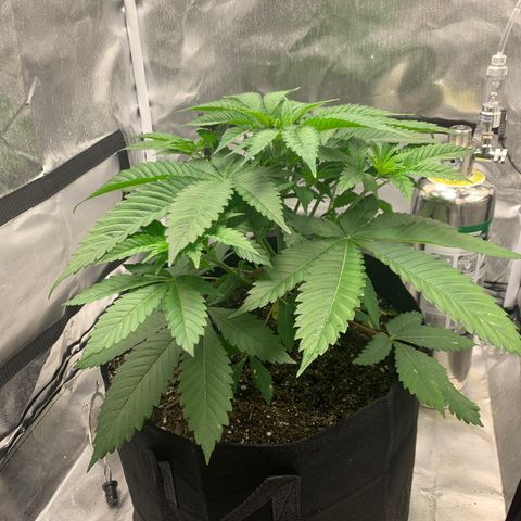 Peyote Wi-Fi growlog timeline photo