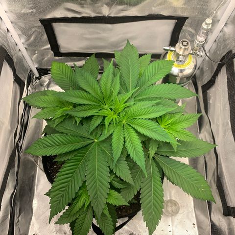 Peyote Wi-Fi growlog timeline photo