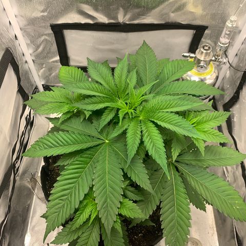 Peyote Wi-Fi growlog timeline photo