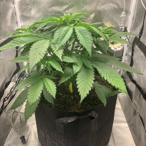 Peyote Wi-Fi growlog timeline photo