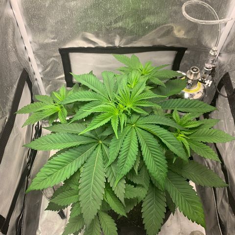 Peyote Wi-Fi growlog timeline photo