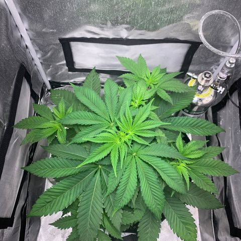 Peyote Wi-Fi growlog timeline photo