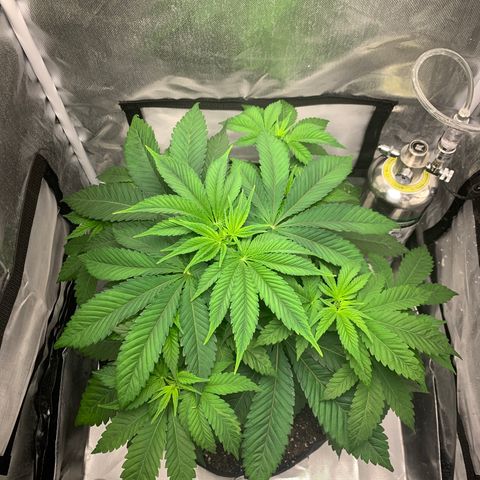 Peyote Wi-Fi growlog timeline photo