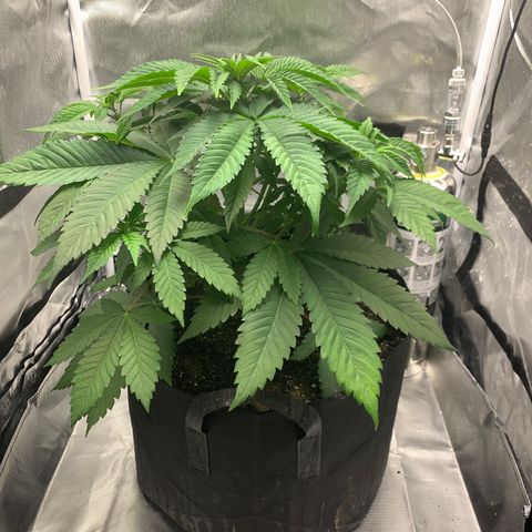 Peyote Wi-Fi growlog timeline photo