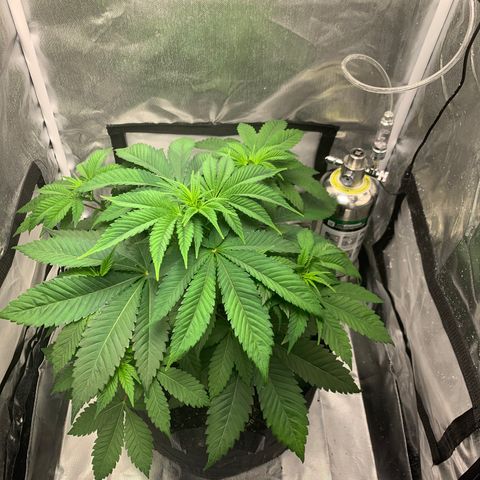 Peyote Wi-Fi growlog timeline photo