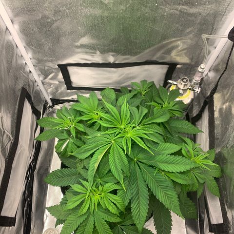 Peyote Wi-Fi growlog timeline photo