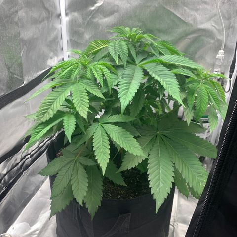Peyote Wi-Fi growlog timeline photo