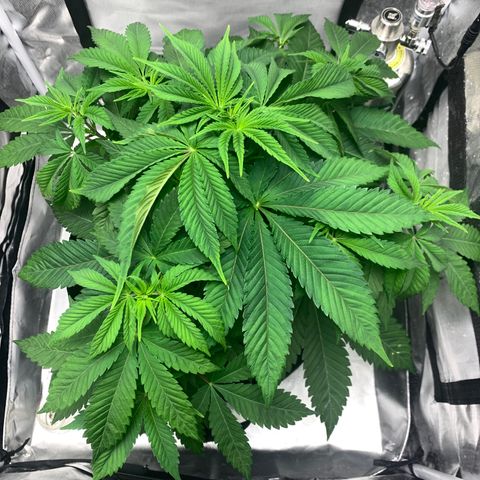 Peyote Wi-Fi growlog timeline photo