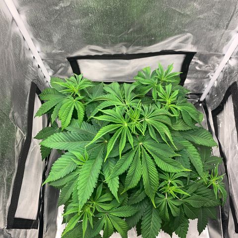 Peyote Wi-Fi growlog timeline photo