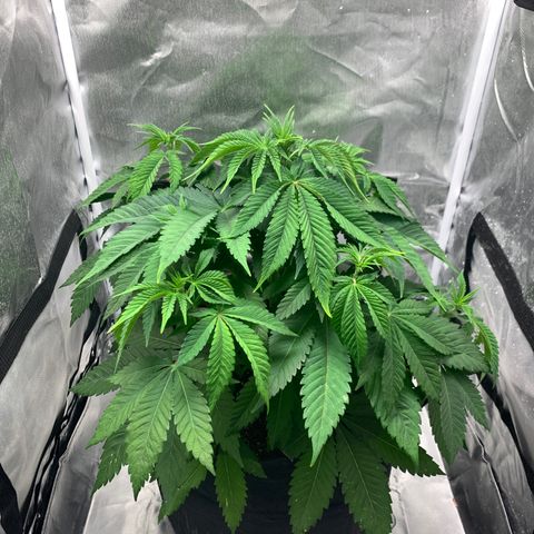 Peyote Wi-Fi growlog timeline photo
