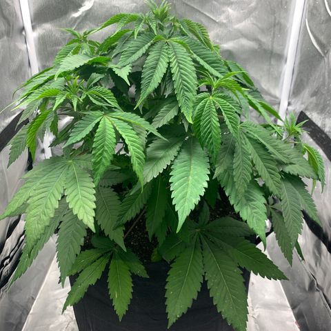 Peyote Wi-Fi growlog timeline photo