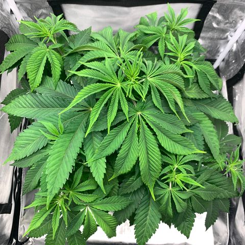 Peyote Wi-Fi growlog timeline photo
