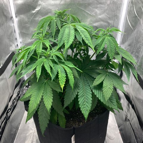 Peyote Wi-Fi growlog timeline photo