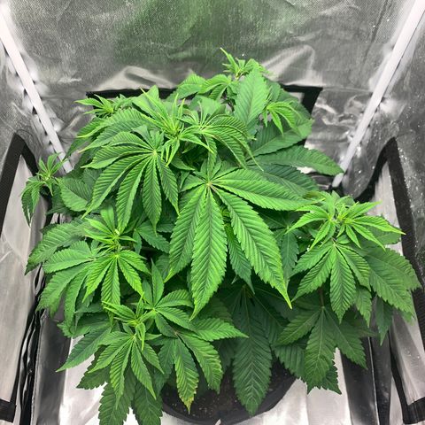 Peyote Wi-Fi growlog timeline photo