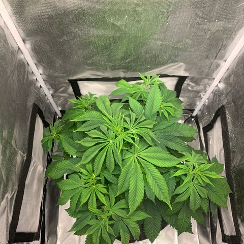Peyote Wi-Fi growlog timeline photo