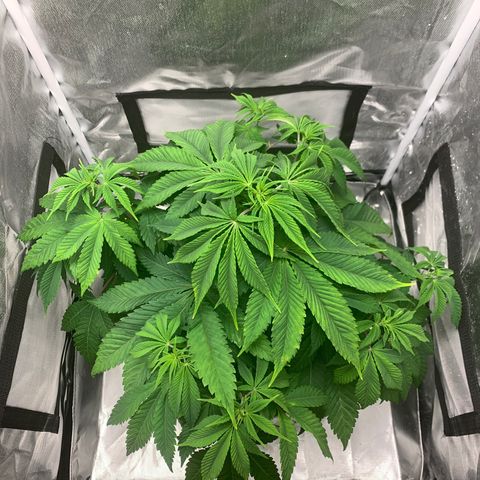 Peyote Wi-Fi growlog timeline photo